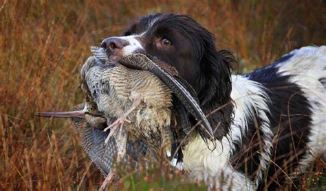 Chasse en IRLANDE Chasse de la Bécasse avec DHD Laïka