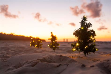 Little Christmas Tree with Lights on a Beach · Free Stock Photo