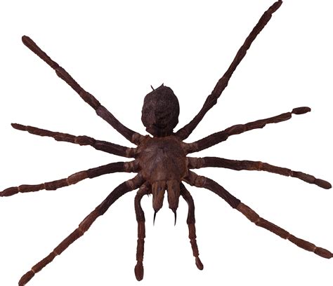 Araña PNG