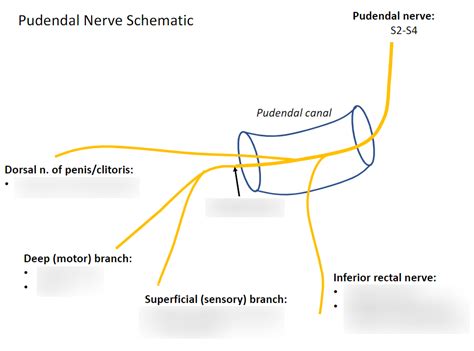 Pudendal N Schematic Diagram Quizlet