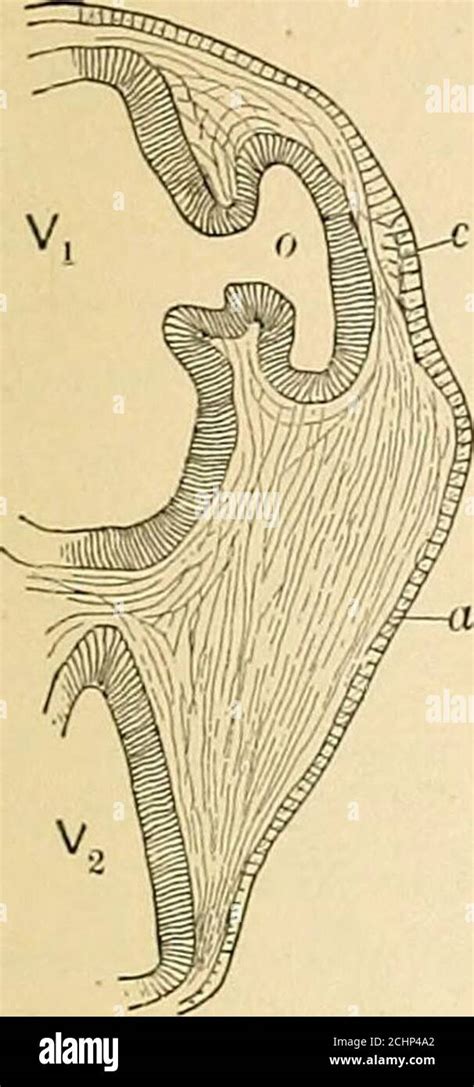 Pectinate ligament hi-res stock photography and images - Alamy