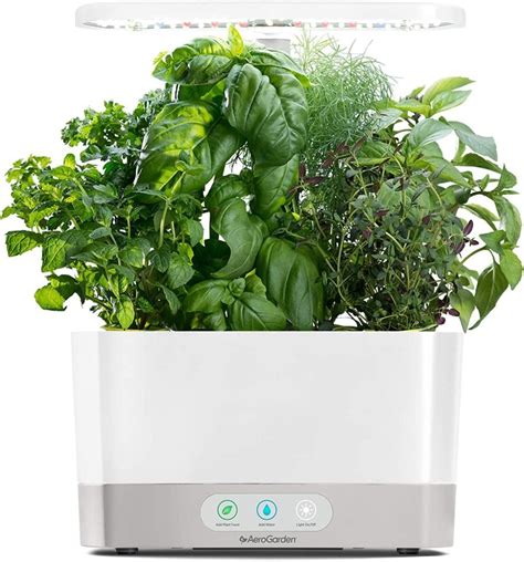 The Best Indoor Herb Garden Kits For The Kitchen