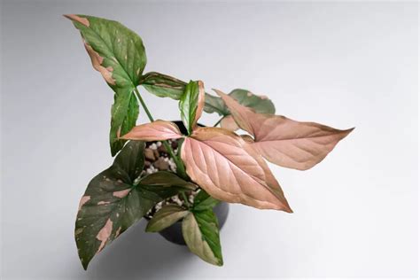 Plants And Seedlings Syngonium Podophyllum Pink Variegated Leaves Plant