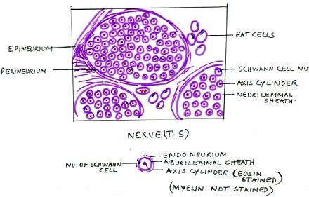 Sketch and identify the following nerve structures: nerve fibers ...