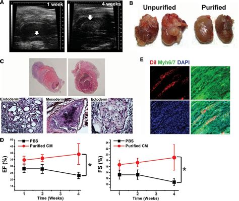 Purification Of Cardiomyocytes From Differentiating Pluripotent Stem