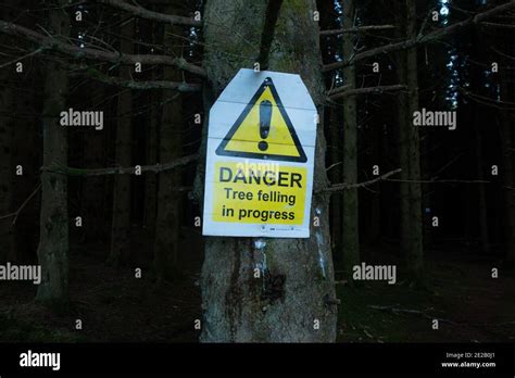 Danger Tree Felling In Progress Warning Sign Scotland Uk Stock Photo