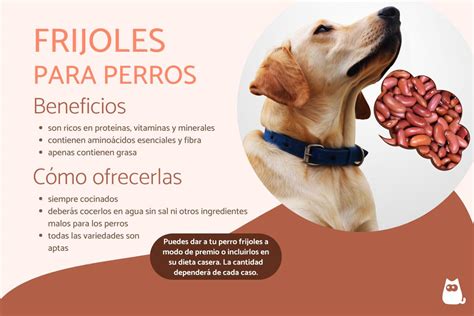 Las Grosellas Y Las Pasas Son Malas Para Los Perros