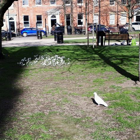 Sunshine Dove And Crocuses In Park Stephen Craven Cc By Sa 2 0