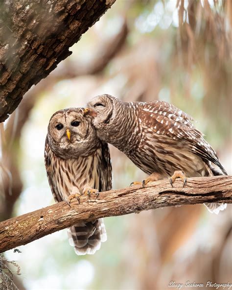 Bird Photography Kissing Barred Owls Florida Photography Etsy