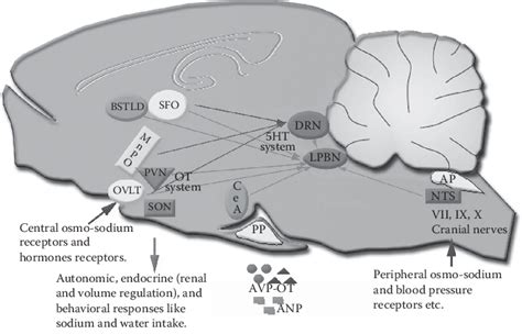 1 See Color Insert Neurochemical Circuits Involved In Fluid Balance