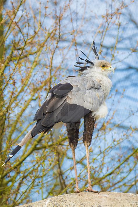 Secretarybird Or Secretary Bird Sagittarius Serpentarius Hd Phone