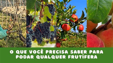 Poda De Frut Feras Recomenda Es Pr Ticas Para Todas As Esp Cies