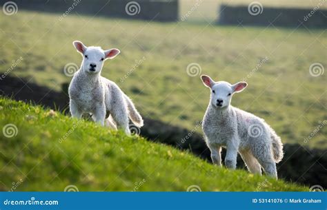 Pair Of Spring Lambs Stock Photo Image Of Backlit Animal 53141076