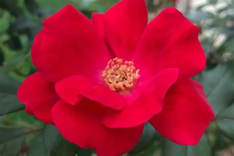 Top 12 Red Rose Bush Varieties - SONG OF ROSES