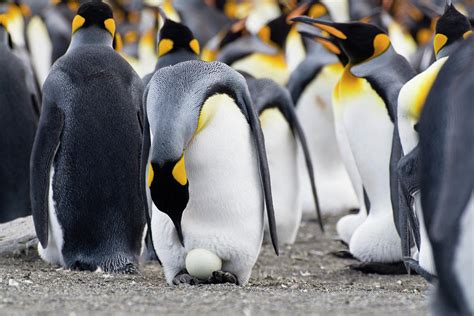 King Penguin With Egg, Aptenodytes Patagonicus, St Andrews Bay, South Georgia, Antarctica ...