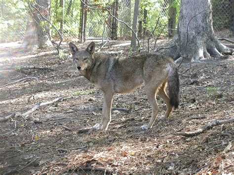 Red Wolf Recovery at Critical Junction - Endangered Species Coalition