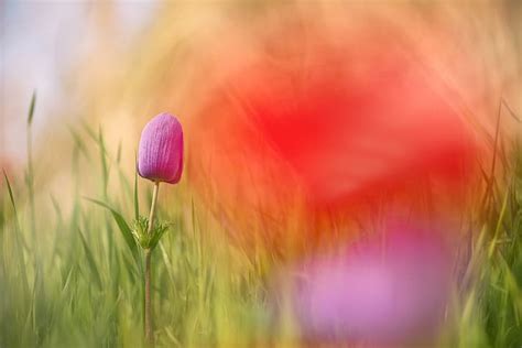 Hd Wallpaper Flower Grass Macro Flowers Bokeh Wallpaper Flare