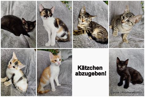 Sieben Zwerge Auf Heimatsuche Katzenkinder Aus Der Rh N Werden