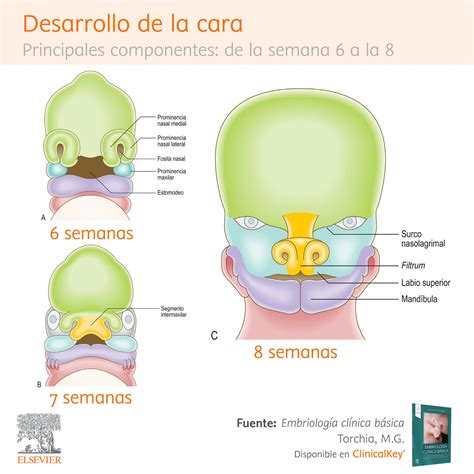 Elsevier Español on Twitter Embriología Desarrollo de la cara de la