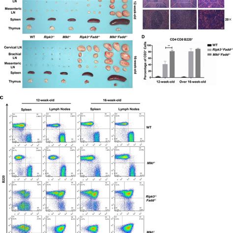 Mlkl ÀÀ Fadd ÀÀ Mice Display More Severe Systemic Lymphoproliferative