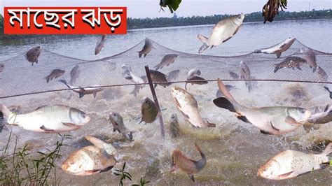 মাছের ঝড় দেখুন বড় বড় রুই কাতলা মাছের খেলা Crazy Fish Big Fish