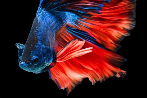 Betta Fish Velvet Disease Symptoms Treatment And Prevention