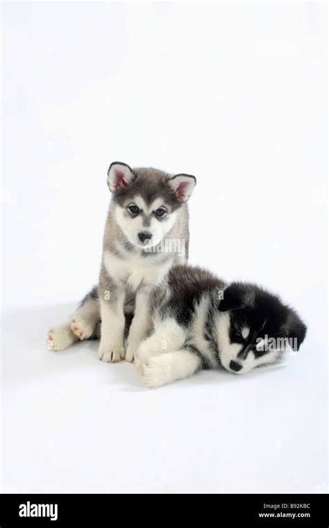 Alaskan Malamutes Puppies 8 Weeks Stock Photo Alamy