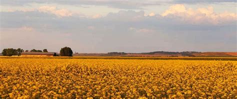 Springtime In Mugan Plain, The Lost Paradise Of Ardabil, Iran – SURFIRAN 