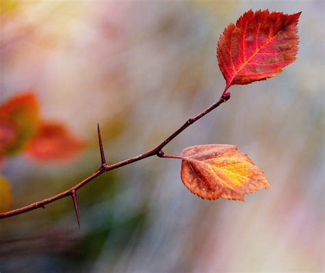 Tips for Connecting with Nature through Photography - Family Adventure Project