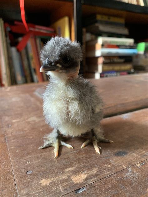 Polish Frizzle X Naked Neck X Houdan Cross Chicken Hatching Eggs For