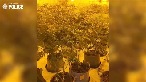 The Moment Doncaster Police Discover £150000 Cannabis Factory Yorkshirelive