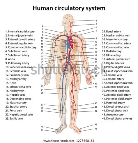 Circulatory System Diagram Labeled Veins