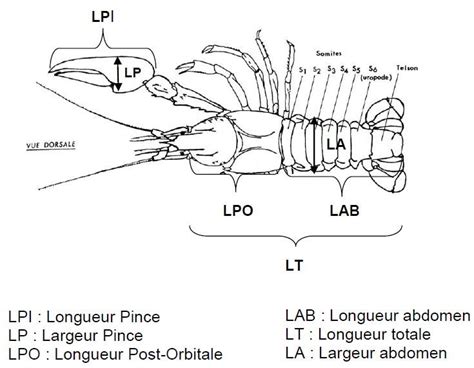 Sch Ma Pr Sentant Les Mesures Biom Triques Relev S Sur Les Crevisses