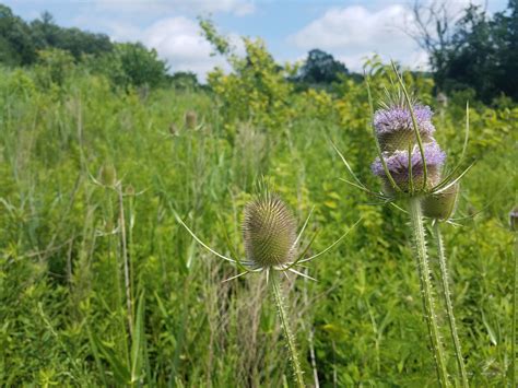 Comment Now On Indiana Terrestrial Invasive Plant Rule Southern