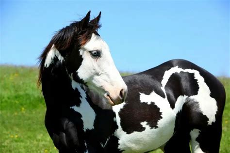 Horse Coat Patterns for the American Paint Horse