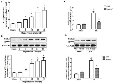 NOD2 Deficiency Inhibited NADPH Oxidase Activity And NOX2 Expression