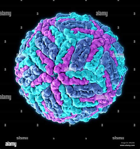 Arbovirus Encephalitis Hi Res Stock Photography And Images Alamy