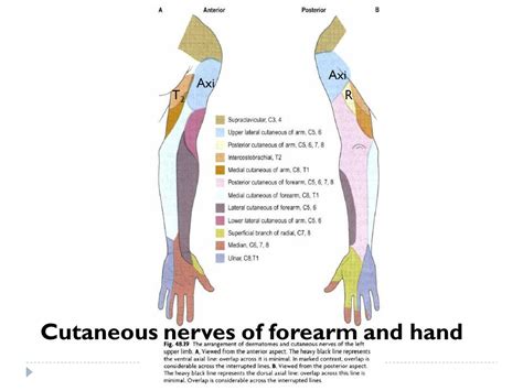 Nerves Of The Upper Limb TeachMeAnatomy 48 OFF