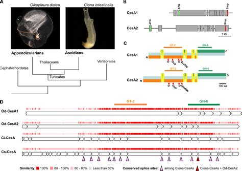 Figure 1 From Functional Specialization Of Cellulose Synthase Genes Of