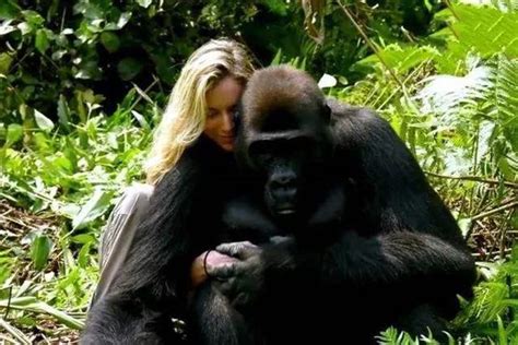 year  american girl married  gorilla  wanted    baby