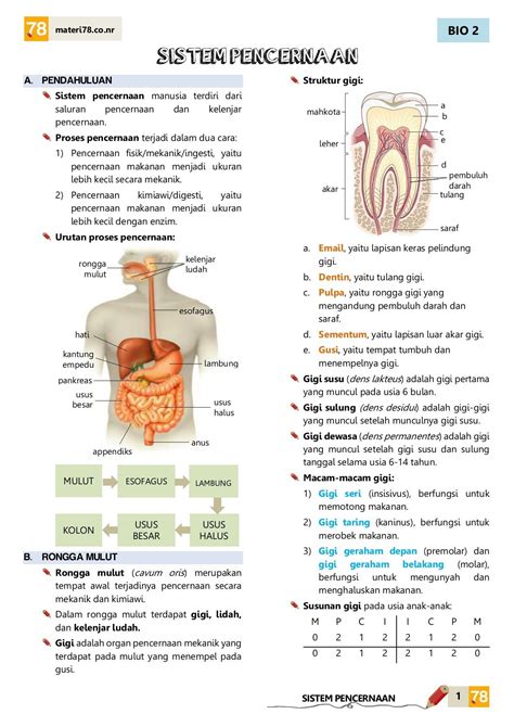 Sistem Pencernaan Pada Manusia Artofit