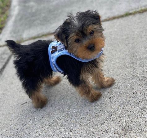 Derine Teacup Yorkie Breeders Teacup Yorkie Puppies For Sale