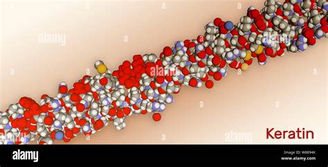 Structure Des Prot Ines Des Filaments Interm Diaires De La K Ratine C