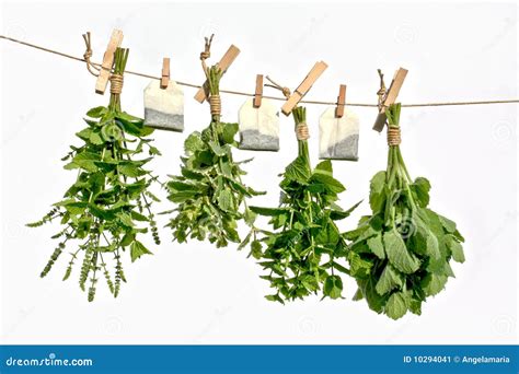 Drying Herbs Stock Image - Image: 10294041