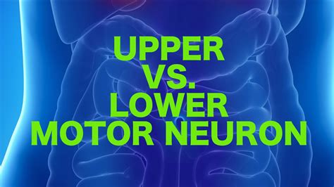 Difference Between Upper Motor Neuron Lesion Vs Lower Extremity | Webmotor.org