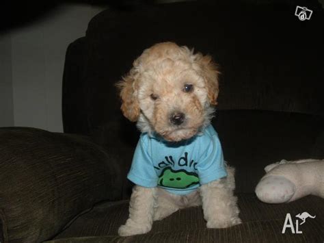 Bichon Frise X Toy Poodle Breeders Victoria | Wow Blog