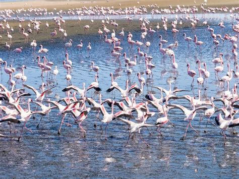 Group of Flamingos on Walvis Bay Lagoon Stock Image - Image of namibia ...