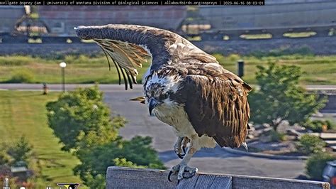 Hellgate Osprey On Twitter 7 10 Good Morning CHOWS The Best Way To