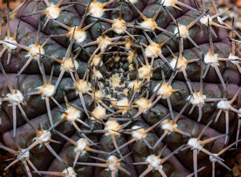 Gymnocalycium Sp Close Up Of A Cactus In A Botanical Collection Stock