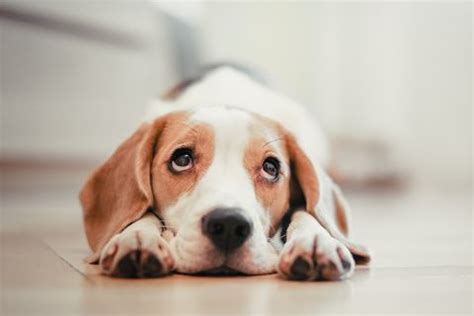 Do animals get bored? Why your pet seems bored